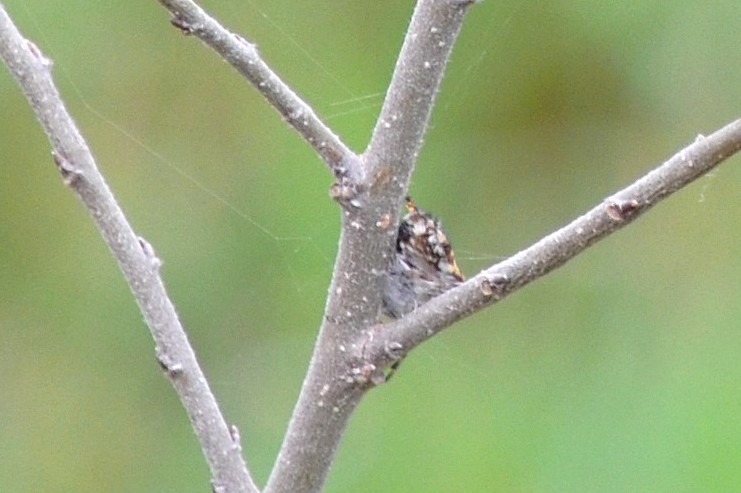 Agalenatea redii su una piantina di Bagolaro